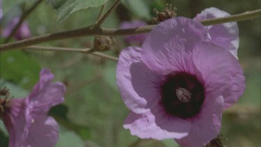 purple Stuarts desert rose in flower