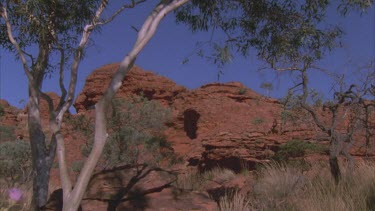 ghost gum frames edge of red cliff face then pan to purple Stuarts desert rose