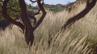 waving grasses with glistening seed head at base of black tree trunk and mountains in far background