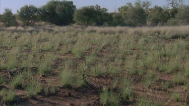 desert grasses