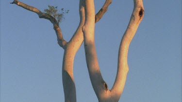 ghost gum trunk with smooth white bark