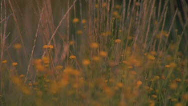 pull focus between waving grasses and yellow burr daisy