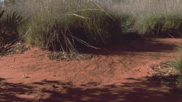 tracking shot through the spinifex clumps POV