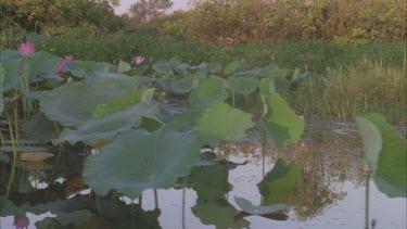 tracking through river system and into a tract of giant red lotus lilies