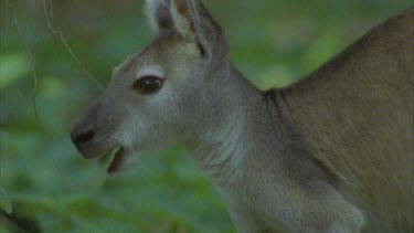 kangaroo feeding scratching and then looks around