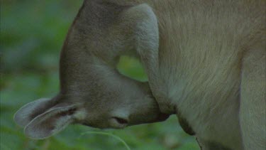 kangaroo cleaning pouch feeding and then looks around