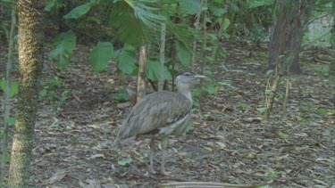 bustard in undergrowth under canopy looking around