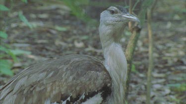 bustard in undergrowth under canopy looking around