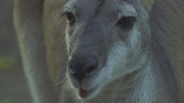 close up of kangaroo claws and paws