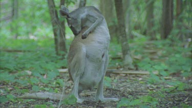 kangaroo scratching in different postures in pouch and on back and paws and under arm