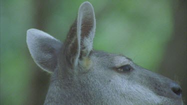 kangaroo twitching ears as if listening