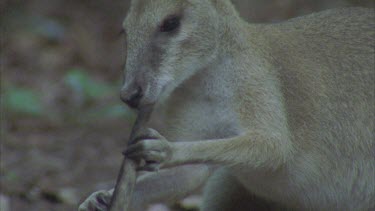kangaroo eating the end of a piece of wood