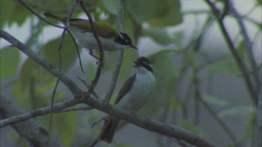 two honeyeaters together on branch adult brings worm to young hen eats it itself