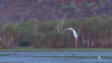 white egret in flight across wetlands other water birds in background lands at waters edge