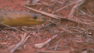 Woma python slithers into frame