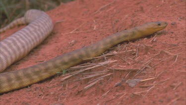 Woma python slithers into frame