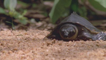young turtle makes its way down sandy bank to waters edge and digs its way under leaves