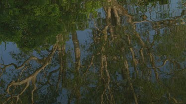reflections of water on the underneath of paper bark tree trunk **