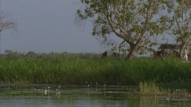 tourist boat on river at yellow waters water lilies and reeds in foreground boat leaves frame