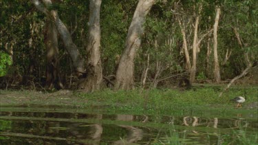 Magpie Geese in front of flooded plain wetland scene Melaleuca trees either side