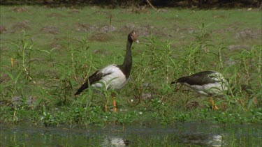 Magpie Geese in front of flooded plain wetland scene one grazes on water grasses or reeds