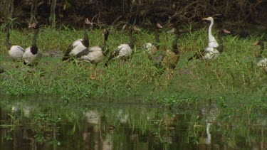 flock of Magpie Geese in flooded wetland scene with one whistle duck and egret among them