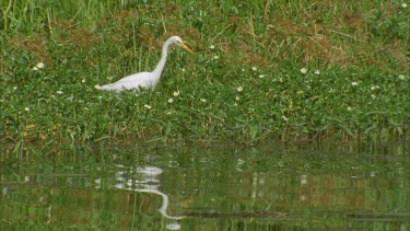 white egret intently looking into reeds at waters edge as if about to grab a frog or insect