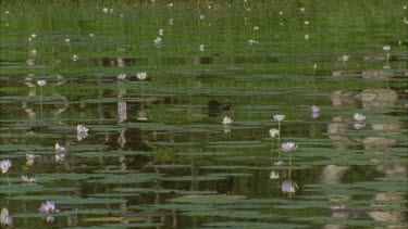 tracking through water lilies and reflections on surface reminiscent of Monet **