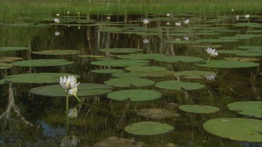 tracking through water lilies and reflections on surface reminiscent of Monet *