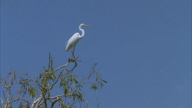 white egret perched very high on top of paper bark tree unbalances stands upright again and flies out of frame
