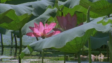 slow steady track through water lily beds with purple flowers behind leaves