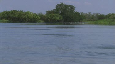 a river that is erupting with the movement of either hunting fish or fish being hunted possible croc ca**