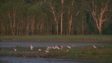 group of various water birds at waters edge