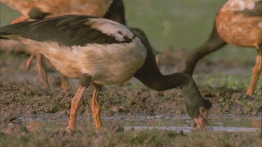 Magpie Geese on edge of river feeding in mud **