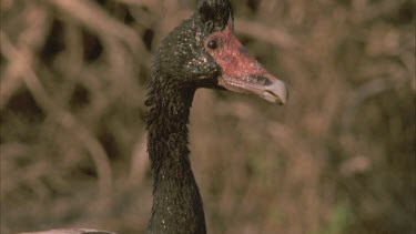 Magpie Goose on edge of river feeding in mud ** bring head up all muddy and then washes it off in water and feeds again **