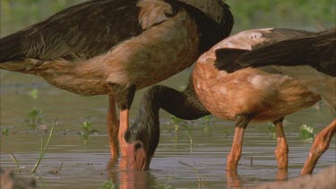 Magpie Goose on edge of river feeding in mud ** bring head up feeds again ** good behavior and beautiful light