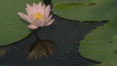 bees and other insects feeding on pollen or nectar within water lily flower