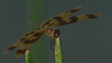 dragonfly perched on the tips of reeds with water lilies below **