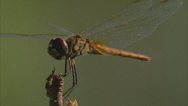 dragon flies perched on the tips of reeds flies off and lands again **