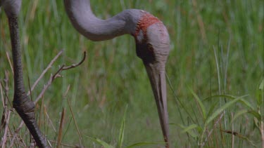 Brolga feeding among wetland reeds and grasses good cu ** beaks eyes and head