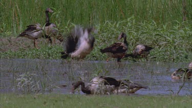 Magpie Geese fighting in wetland ** good behavior
