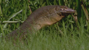 goanna with neck inflated in defensive threat display
