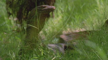 goanna with neck inflated in defensive threat display through undergrowth