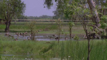 Magpie Geese feeding in wetland people on boardwalk behind