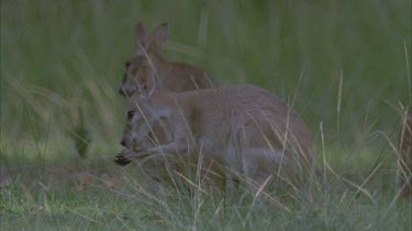wallabies in grasslands cleaning pouch and paws