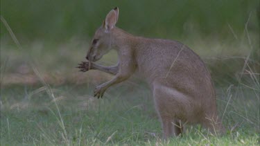 wallabies in grasslands cleaning pouch and paws