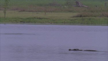 crocodile heads just above surface glides down river