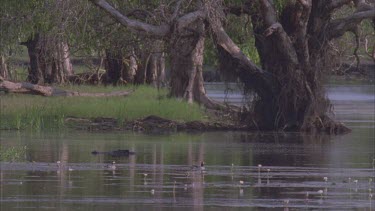 crocodile heads just above surface glides in billabong with lilies and water birds in foreground and huge paper bark tree in middle