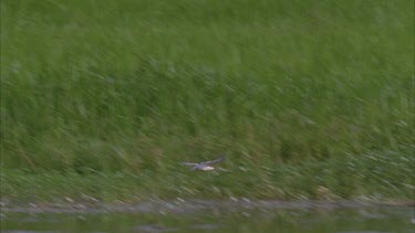 ** wonderful long slo mo shot following tern as it dips hovers and skims water surface and flies off