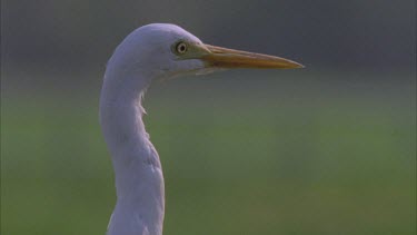 white egret head shot good profile eyes beak